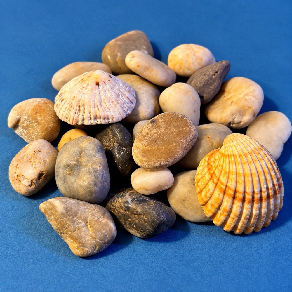 Natural River Stones and Sea Shells Mix Coastal Decor Craft Supplies 4 Inch Pile